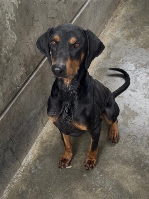 Photo of Otto, adoptable Doberman Pinscher in San Pedro, California