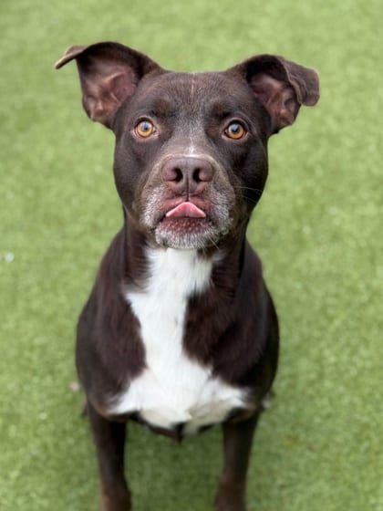 Photo of Gyro, adoptable dog in Atlanta, Georgia