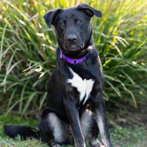 Photo of Dean, adoptable Labrador Retriever in Camarillo, California