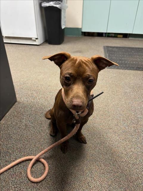 Photo of Corup, adoptable Terrier in Woodland, California