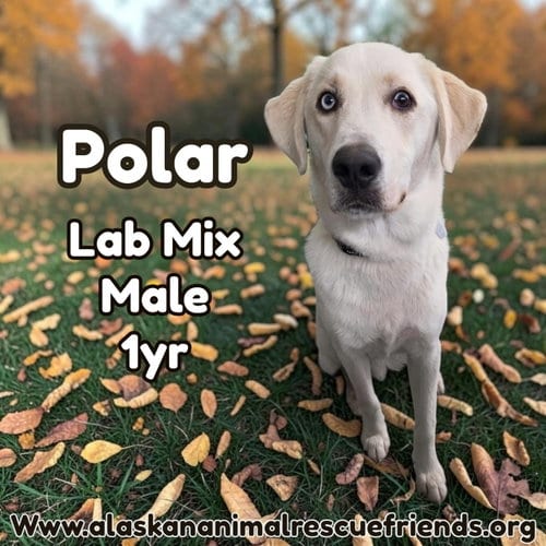 Photo of Polar, adoptable Labrador Retriever in Anchorage, Alaska