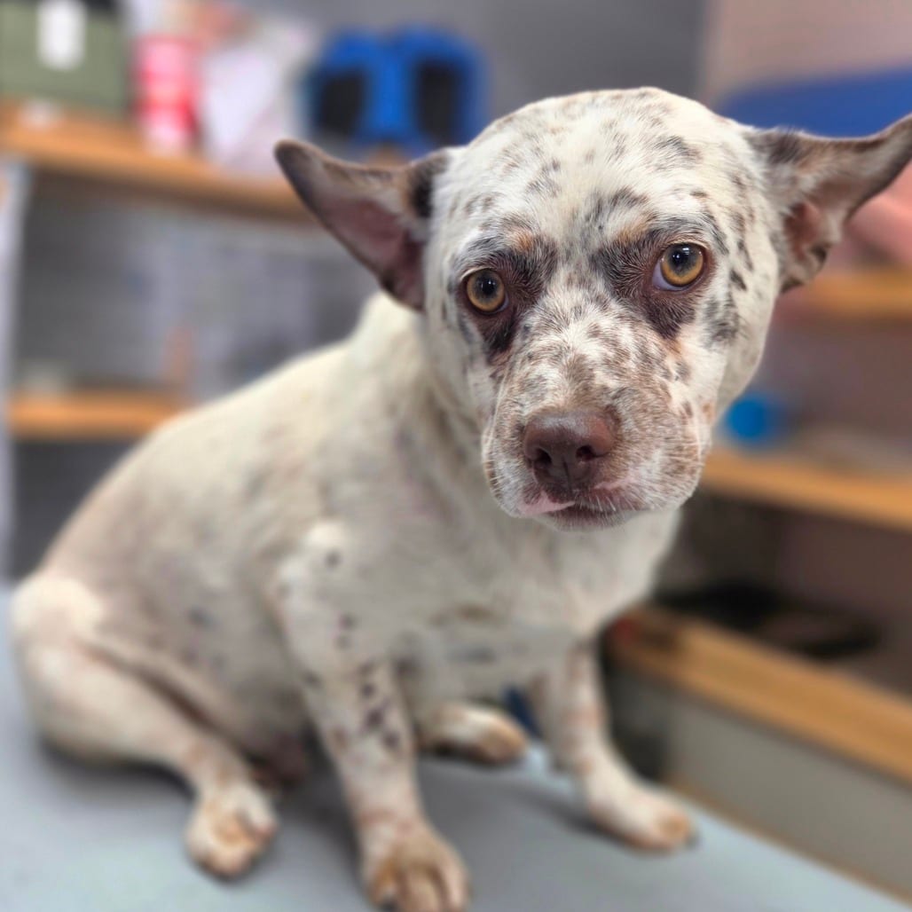 Photo of Dennis Whitaker - Chino Hills Location, adoptable Terrier / Mix