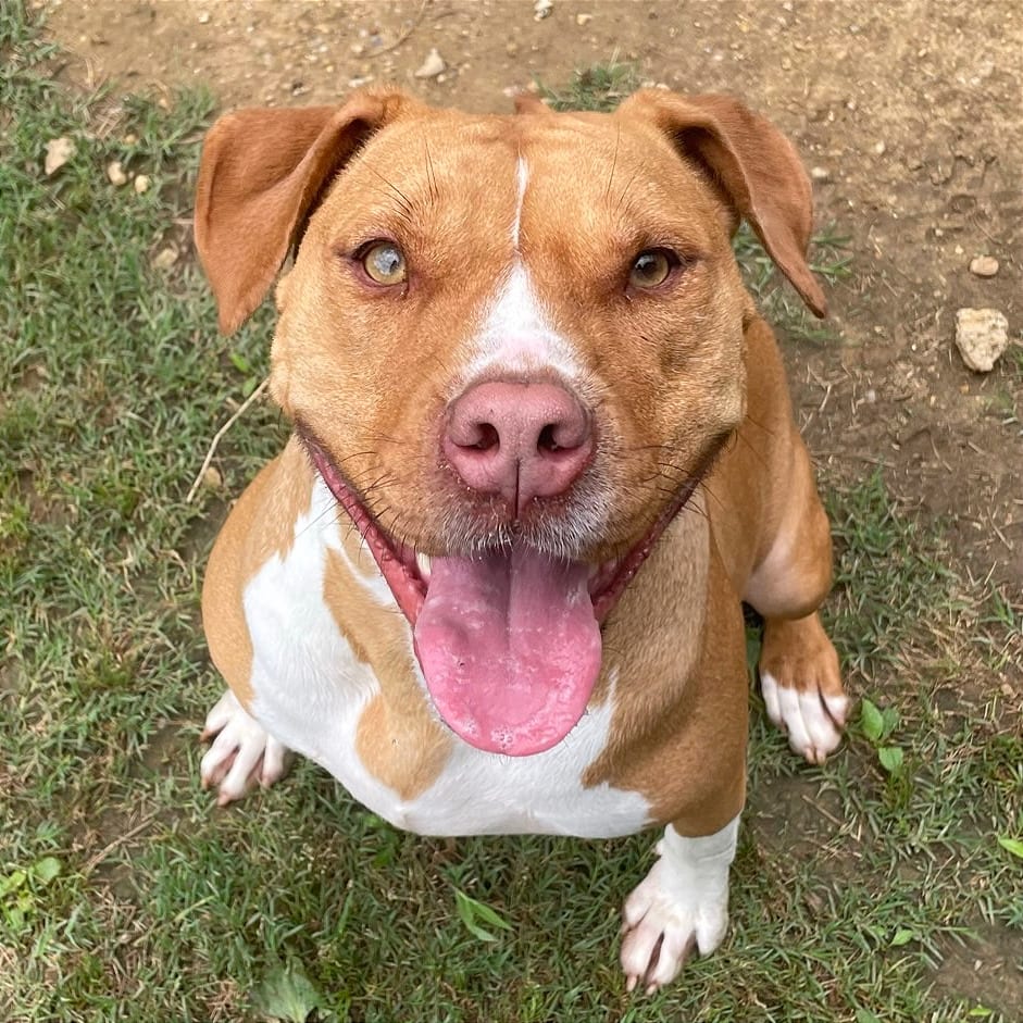 Photo of Charity, adoptable Mixed Breed (Medium) in Chattanooga, Tennessee