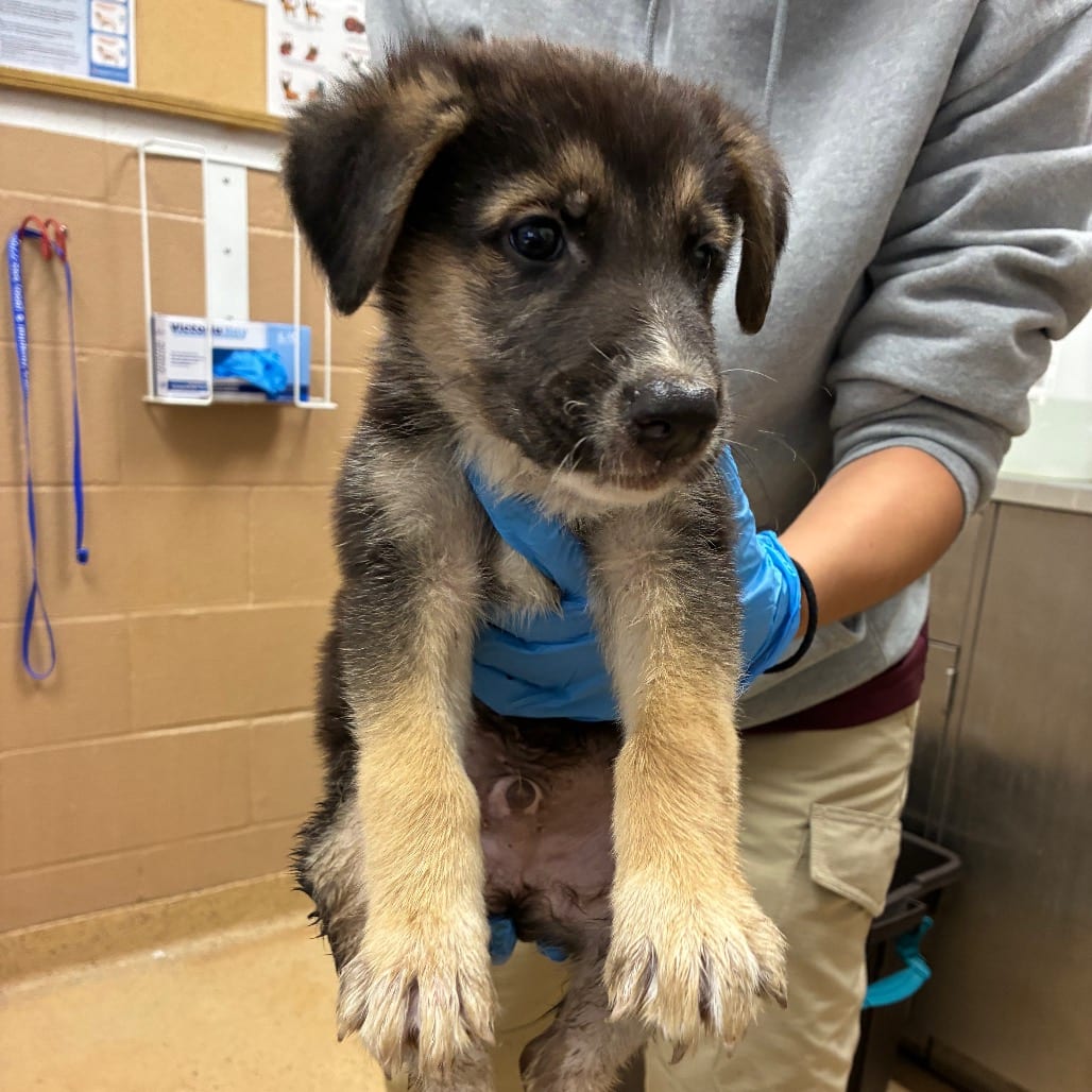Photo of Umbreon, adoptable Shepherd, German in Brownsville, Texas
