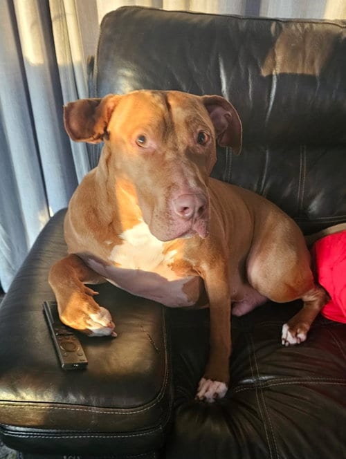 Photo of Caesar, adoptable Pit Bull Terrier in Wheaton, Illinois