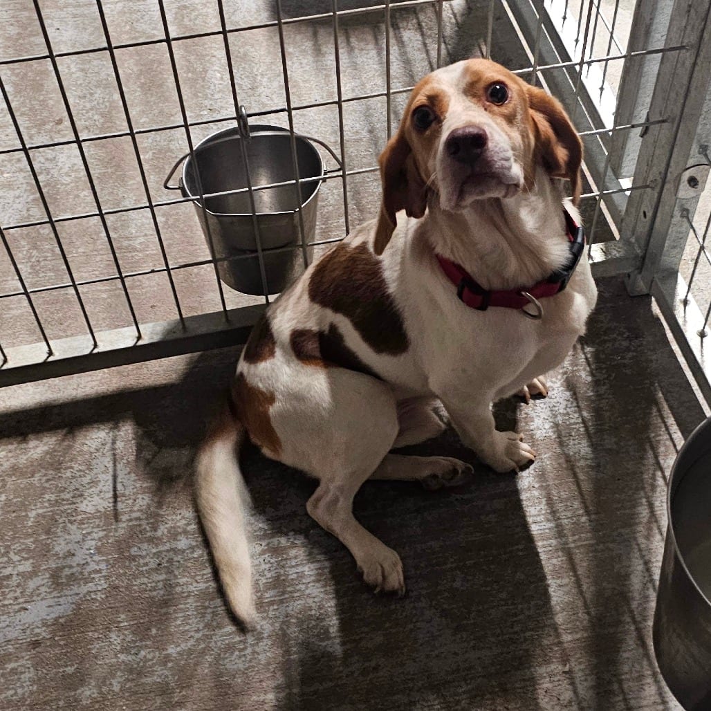 Photo of Oddin, adoptable Beagle in Mount Vernon, Arkansas