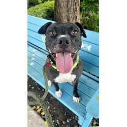 Photo of Rayna, adoptable Terrier (Unknown Type, Medium) in Doral, Florida