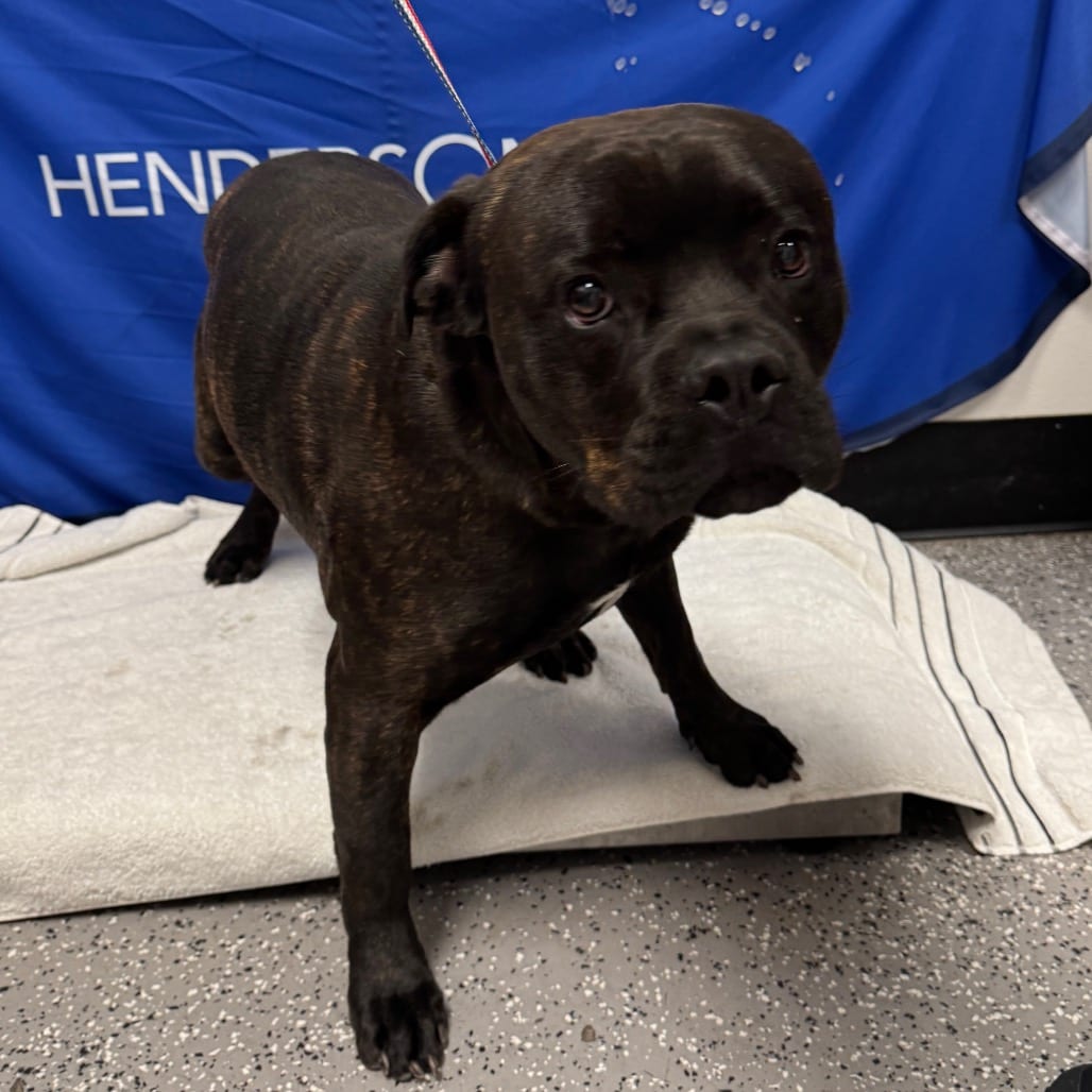 Photo of Grizzly, adoptable Rottweiler / Mastiff, Cane Corso in Henderson, Nevada