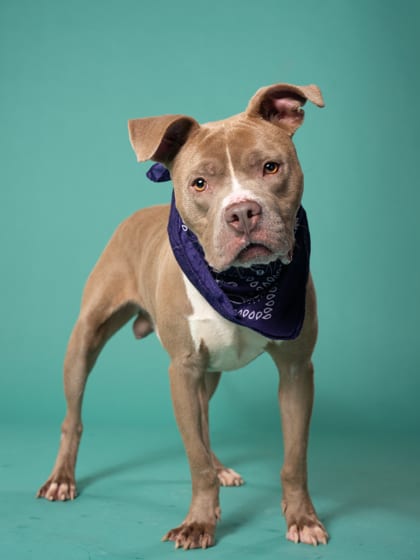 Photo of Kimbo, adoptable dog in Atlanta, Georgia