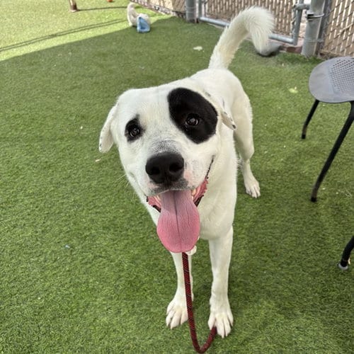 Photo of Rembrandt, adoptable Great Pyrenees in Phoenix, Arizona