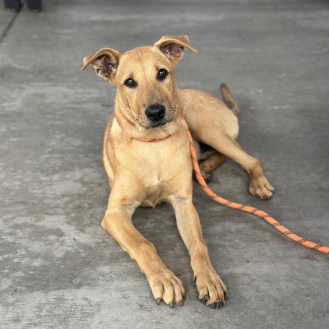 Photo of Gidget, adoptable Whippet in Camarillo, California