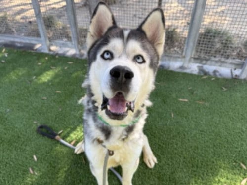 Photo of Denver, adoptable Siberian Husky in Los Angeles, California