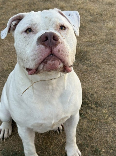 Photo of Xena, adoptable American Pit Bull Terrier in Killeen, Texas