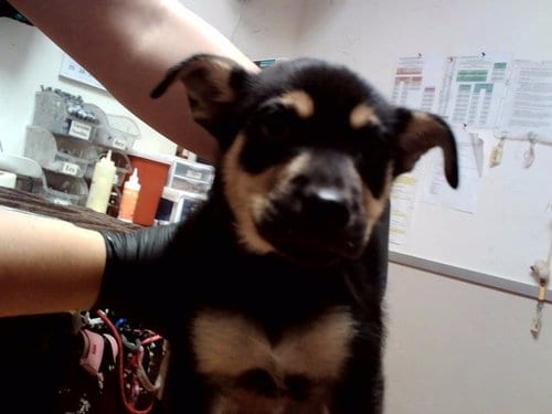 Photo of Mr. Duvall, adoptable German Shepherd Dog in Martinez, California