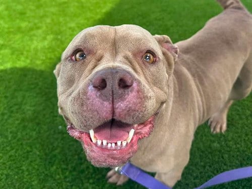 Photo of Andromeda, adoptable Pit Bull Terrier in Martinez, California