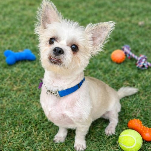 Photo of Yoda, adoptable Shih Tzu in Phoenix, Arizona