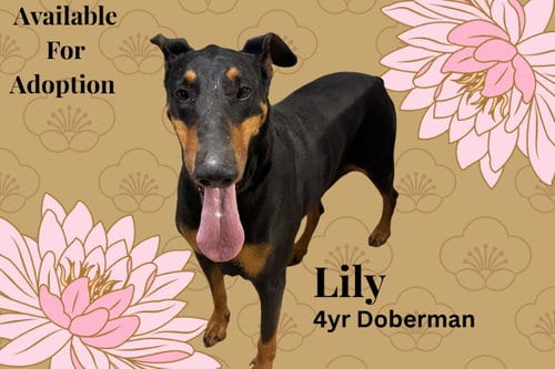 Photo of Lily, adoptable Doberman Pinscher in San Diego, California
