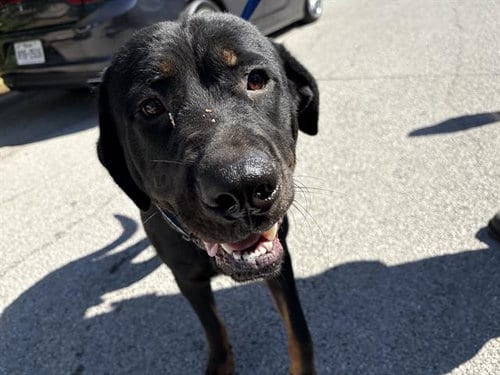 Photo of Bilbo, adoptable Rottweiler in Grand Prairie, Texas