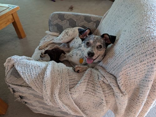 Photo of Patches, adoptable Australian Cattle Dog/Blue Heeler in Evergreen, Colorado