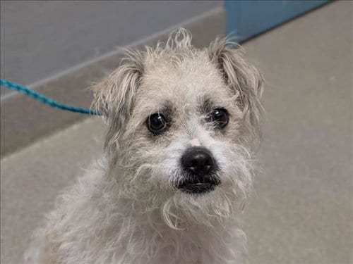 Photo of Herman, adoptable Terrier in Las Vegas, Nevada