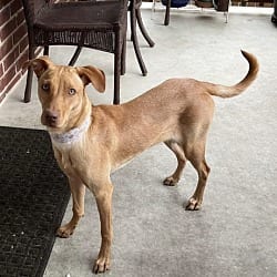 Photo of Becky, adoptable Vizsla in Framingham, Massachusetts