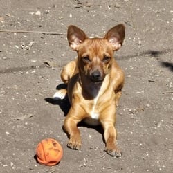 Photo of Peanut LGB, adoptable Chihuahua Dachshund in Hartford, Connecticut