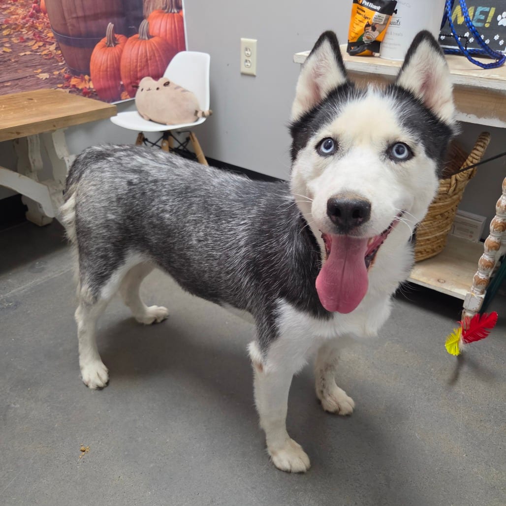 Photo of Holiday, adoptable Husky, Siberian in Normal, Illinois