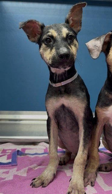 Photo of Scar, adoptable Labrador Retriever in Conroe, Texas