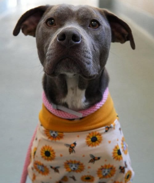 Photo of Mila, adoptable Staffordshire Bull Terrier in Houston, Texas