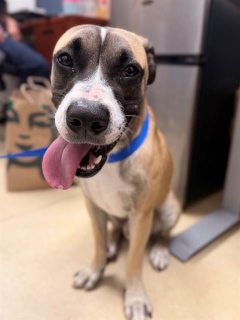 Photo of Aang, adoptable Pit Bull Terrier in Chula Vista, California