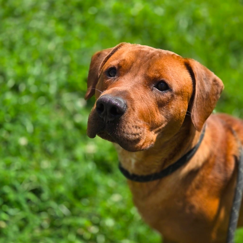 Photo of rocky step, adoptable Mixed Breed (Large) in Winfield, West Virginia