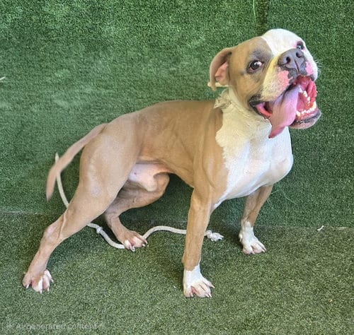 Photo of Henry, adoptable Boxer in Lancaster, California