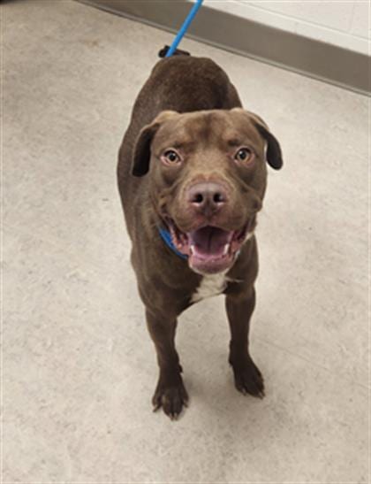 Photo of Mike, adoptable Labrador Retriever in Saginaw, Michigan