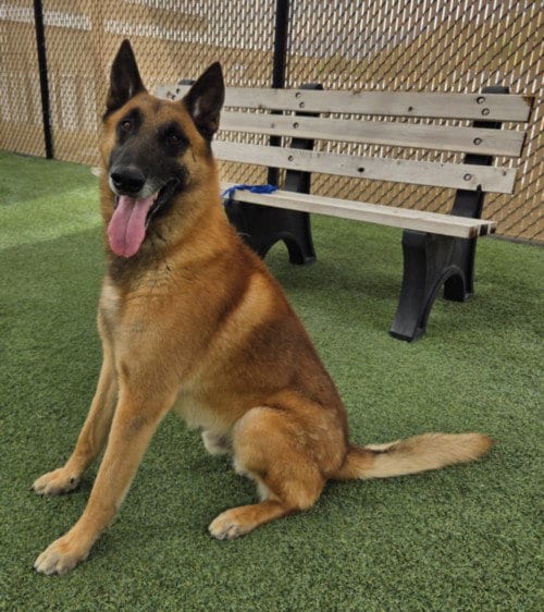Photo of Bullet, adoptable Belgian Shepherd Malinois in Norco, California