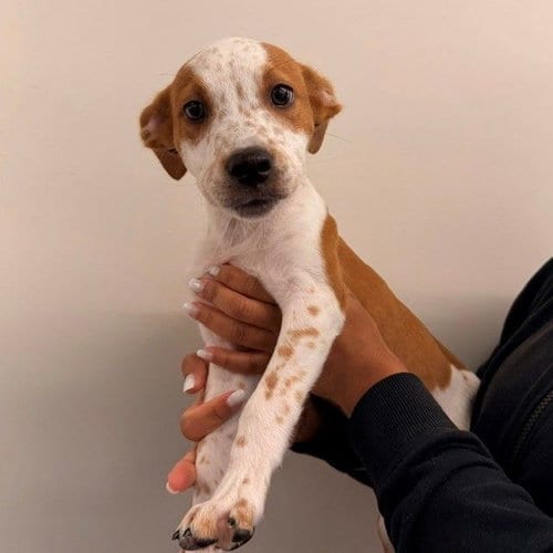 Photo of Nolan, adoptable Unknown breed in Rancho Santa Fe, California