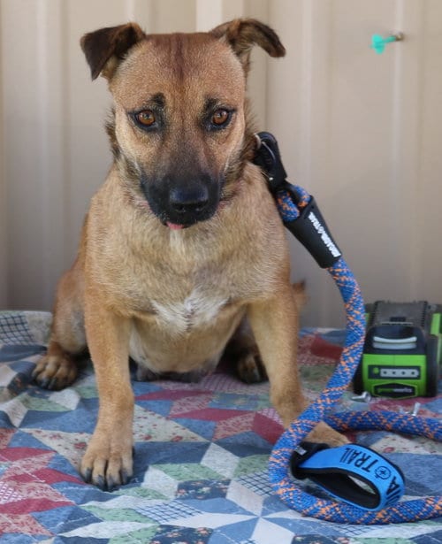 Photo of Pickles, adoptable Staffordshire Bull Terrier in Bandera, Texas