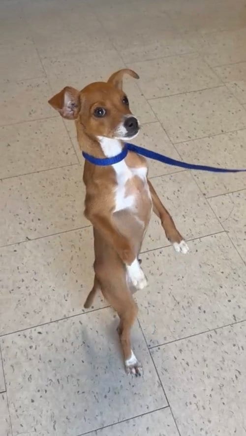 Photo of Taquito, adoptable Chihuahua in Raleigh, North Carolina