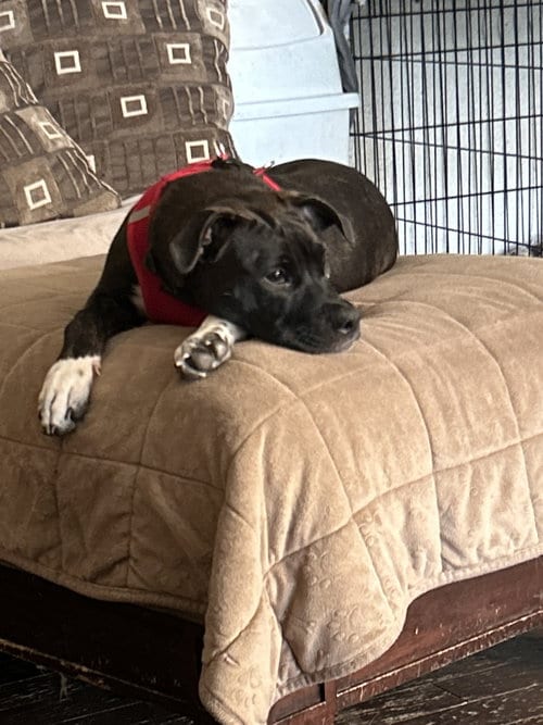 Photo of Abby Cadabby, adoptable Pit Bull Terrier in Nashville, Tennessee