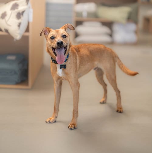 Photo of Hank, adoptable Chihuahua in Marina Del Rey, California
