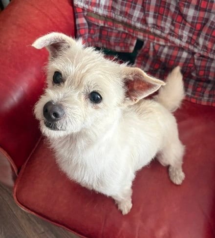 Photo of Sally, adoptable Terrier in Bellevue, Washington