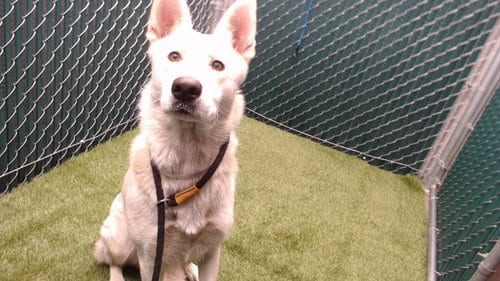 Photo of Princess, adoptable German Shepherd Dog in Downey, California