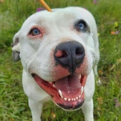 Photo of Aspen JuM, adoptable American Pit Bull Terrier in Hartford, Connecticut