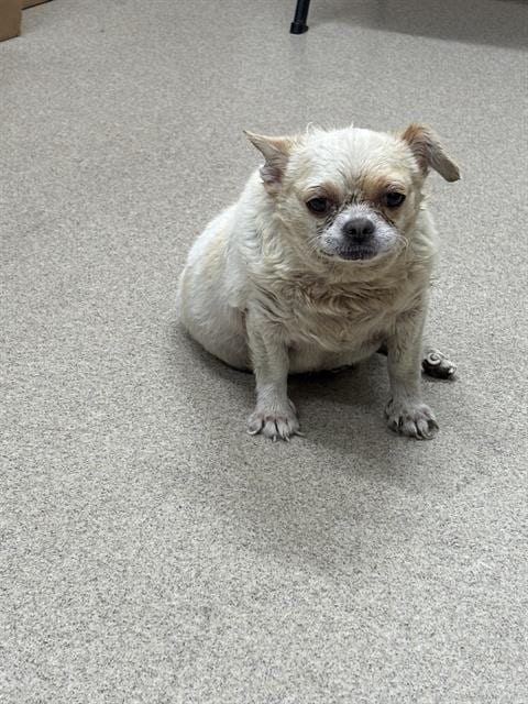 Photo of Carl, adoptable Chihuahua in Grand Prairie, Texas