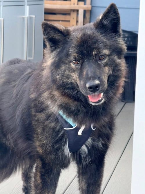 Photo of Ebenezer, adoptable Kai Dog in Millsboro, Delaware