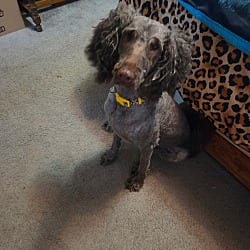 Photo of Sally, adoptable Australian Shepherd Poodle (Standard) in Union Grove, Wisconsin