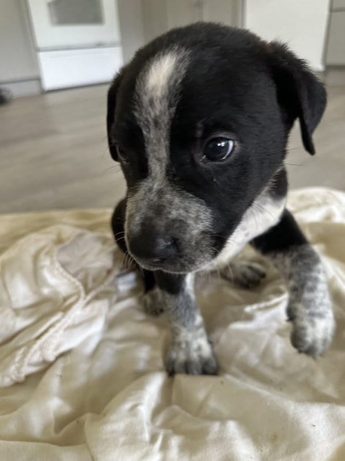 Photo of Cedar, adoptable Staffordshire Bull Terrier in The Woodlands, Texas