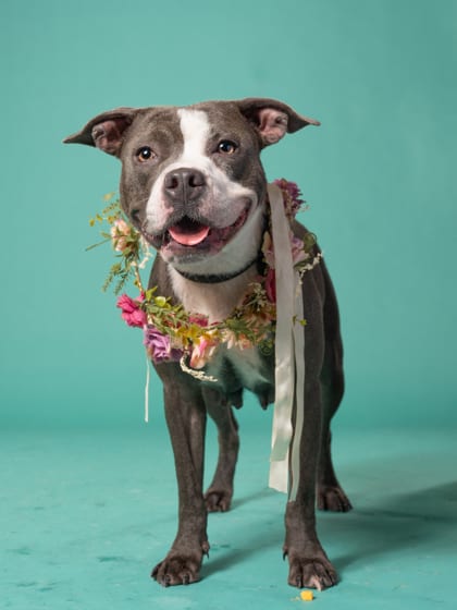 Photo of Aramis, adoptable dog in Atlanta, Georgia