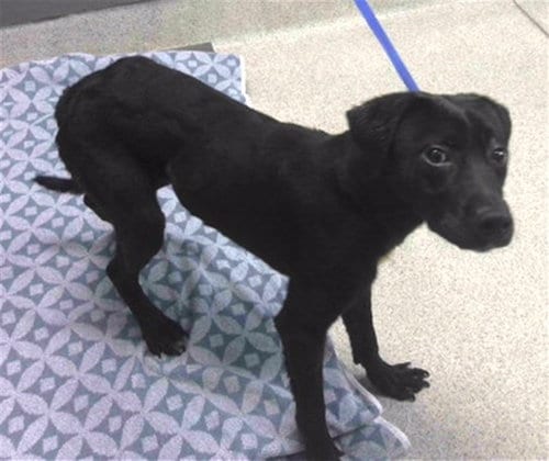 Photo of Marshall, adoptable Labrador Retriever in Tallahassee, Florida