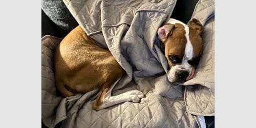 Photo of Brewster II, adoptable Boxer in Austin, Texas