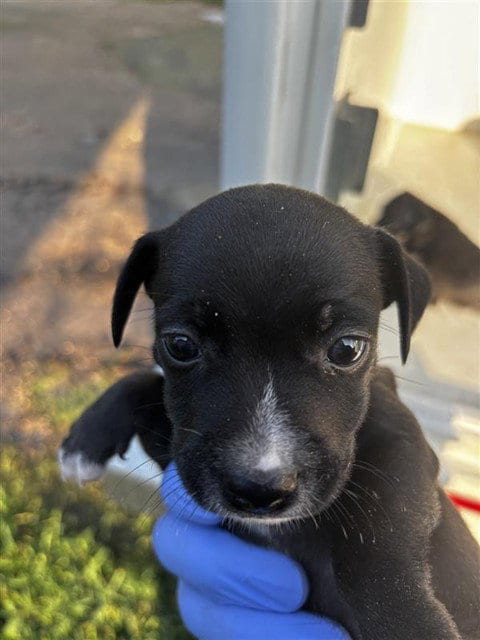 Photo of A661699, adoptable Chihuahua in Houston, Texas